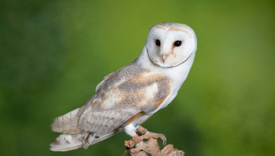 ​猫头鹰是国家二级保护动物吗