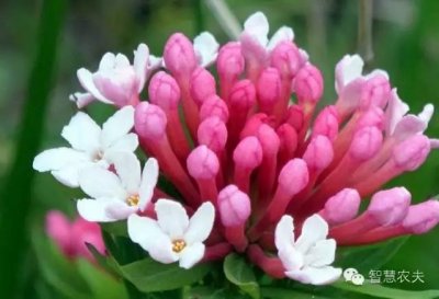 ​草原狼毒花你见过吗？