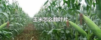 ​怎么数玉米叶片数视频 玉米去叶视频教程