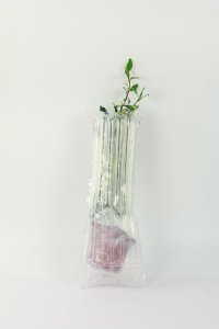 ​风车茉莉有毒吗