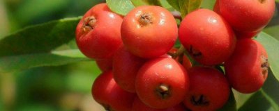 ​红果的储存方法视频 红果的储存方法是什么