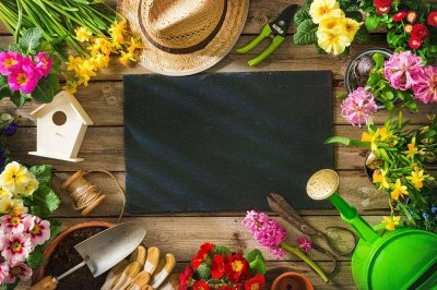 ​福禄考什么时候开花