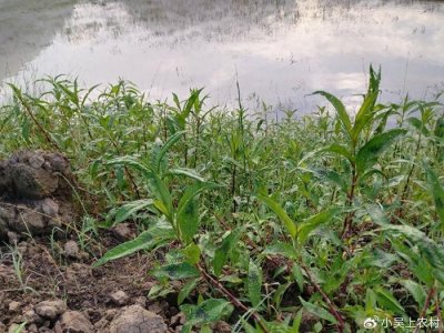 ​农村常见的辣蓼草，除了用来制作酒曲，还能醉鱼，钓鱼人非常喜爱