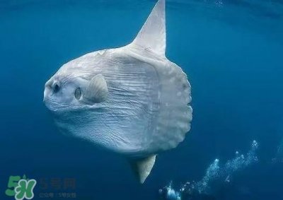 ​翻车鱼是什么鱼？翻车鱼为什么叫翻车鱼