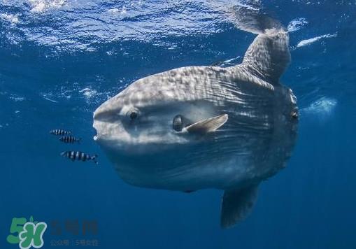 翻车鱼是什么鱼？翻车鱼为什么叫翻车鱼