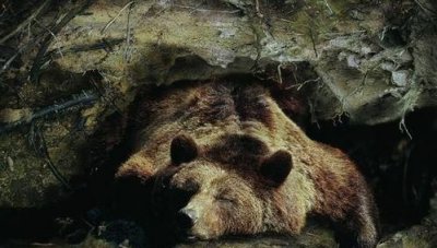 ​什么动物会夏眠，什么动物会夏眠？