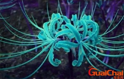 ​青色彼岸花真的存在吗？青色彼岸花图片