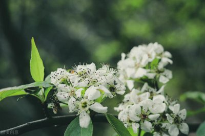 《诗经甘棠》-树犹如此，人何以堪