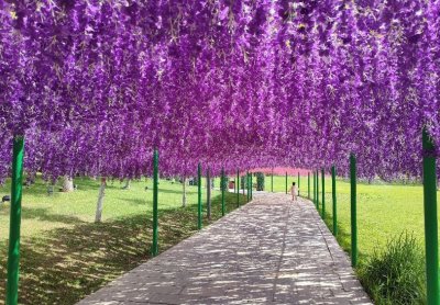 ​周末小游了一下正定园博园，很适合带孩子玩