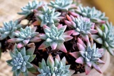 ​仙女杯的养殖方法和注意事项，做好这些基础，植株健康生长旺盛