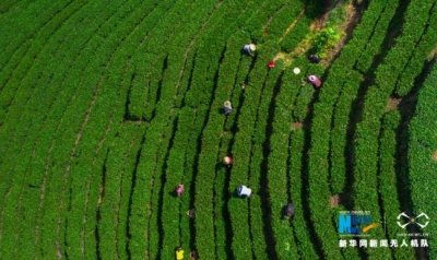 ​福建永春：“佛手”开采