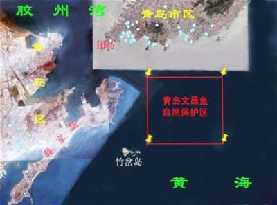 ​青岛现“活化石”文昌鱼