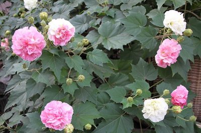 ​木芙蓉：芙蓉花开，一日三色，才华实力赛颜值