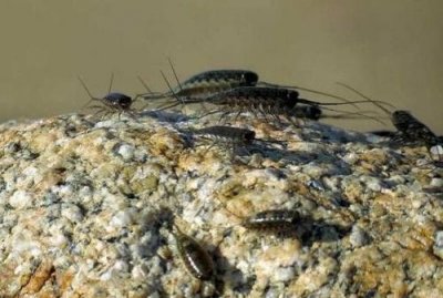 ​海蟑螂，药用价值极高的昆虫(不属于蟑螂)