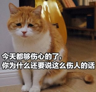 ​“土猫”适合当“宠物猫”养吗？亲身经历告诉你答案