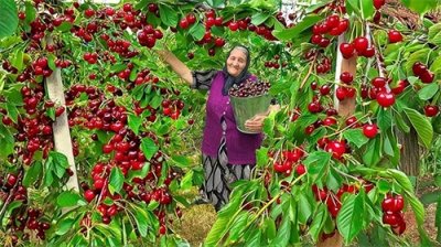 ​为什么美国、智利、加拿大的车厘子海运一个月，到我国都不烂呢？