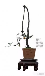 ​‘弹丸之果’金弹子，一组金弹子盆景佳作欣赏