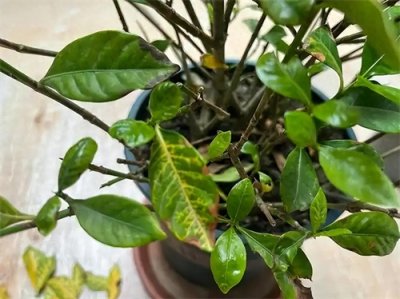 ​栀子花出现这几种黄叶赶紧处理，晚了全掉光！