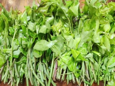 ​素炒一份苦刺心，舌尖上的味蕾，微苦回甘清血解毒，潮汕人的最爱