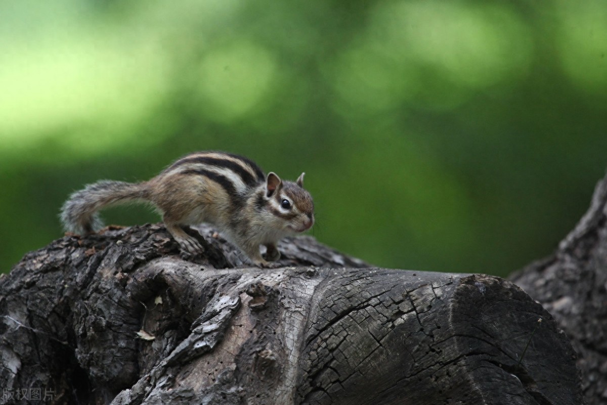 公园里的花栗鼠萌态百出，十分可爱，非常招人喜欢，不怎么怕人