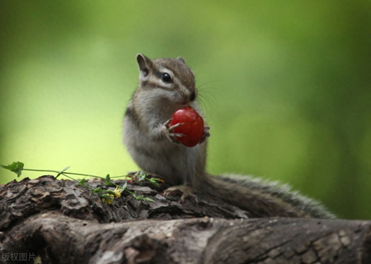 公园里的花栗鼠萌态百出，十分可爱，非常招人喜欢，不怎么怕人