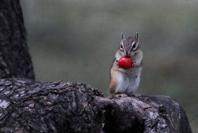 ​公园里的花栗鼠萌态百出，十分可爱，非常招人喜欢，不怎么怕人