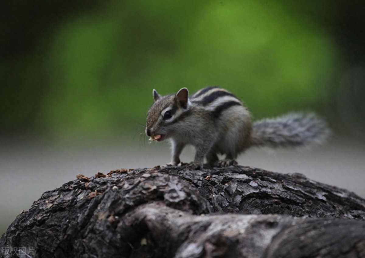 公园里的花栗鼠萌态百出，十分可爱，非常招人喜欢，不怎么怕人