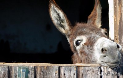 ​驴比猪更能赚钱，为何在农村养驴的人很少？内行人：你只知其一