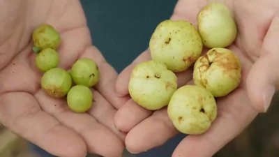 ​小小油甘果，一斤最高卖到130元，看广东汕尾新农人如何创新种植