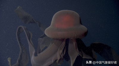 ​巨型水母闯入人类镜头，南极生态正悄悄变化？分析：关系有待研究