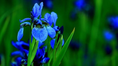 ​鸢尾花常见，许多人识花而不识名