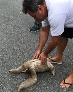 ​可爱！巴西树懒过路遇困难获助后“挥手”致谢