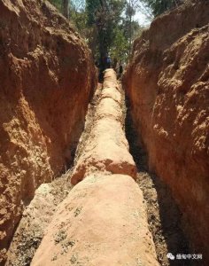 ​缅甸价值数百亿的巨型树化玉最后怎么处理？终于有答案了