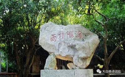 ​「武陵春」满陇桂雨（西湖三十景词十二）