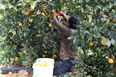 ​色泽金黄、体型圆润！玉溪华宁冰糖橙上市