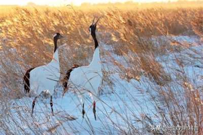 ​万物科普-神话世界的吉祥动物：仙鹤