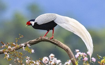 ​镜头里的精灵：白鹇