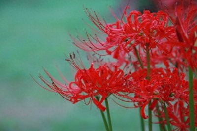 ​都说彼岸花是属于阴间，这个河南的小姐姐养的美出天际，像是仙物