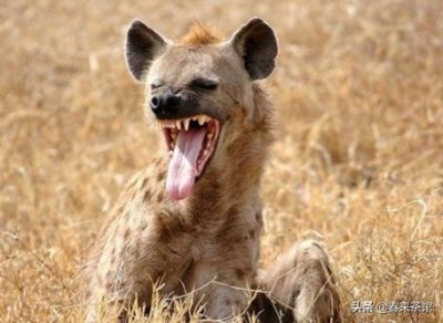 ​见识非洲草原“掏裆二哥”——鬣狗