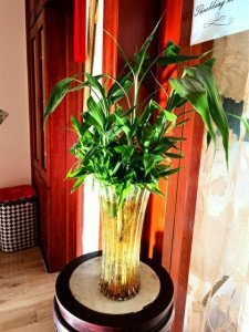 ​水培富贵竹地方要放对，大吉大利不说，关键还旺人