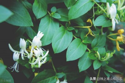 ​忍冬藤和金银花同出一处，功效相似，为什么古今医家评价不一