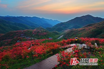 ​大围山500株晚樱绽放 杜鹃花海含苞待放即将盛开