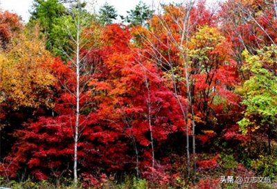 ​辽宁大幅度降温，本溪的枫叶红了，国庆假期本溪旅行攻略。