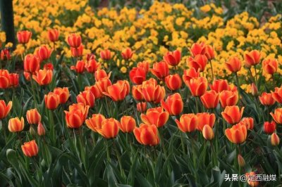 ​定西湖郁金香盛放迎客