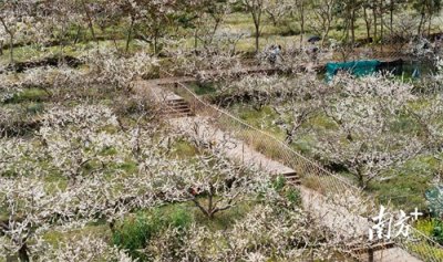 ​信宜有个春日雪海！不允许你错过