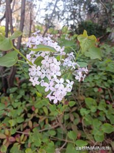 ​三月哪些花开了？