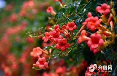 ​四川高考是全国几卷 四川2019高考分数线 四川高考一本多少分