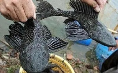 ​清道夫的危害性到底有多大，为何不能放生