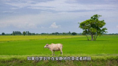 ​梦境解析之梦见牛